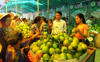 Khoe những quả thanh trà đẹp nhất trong vườn